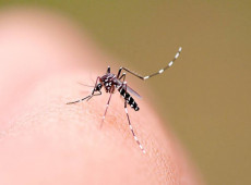 Santa Catarina registra aumento significativo no número de casos de dengue. Entre dezembro de 2024 e janeiro de 2025, foram contabilizados mais de 2.100 casos e quase 1.500 focos do mosquito Aedes aegypti